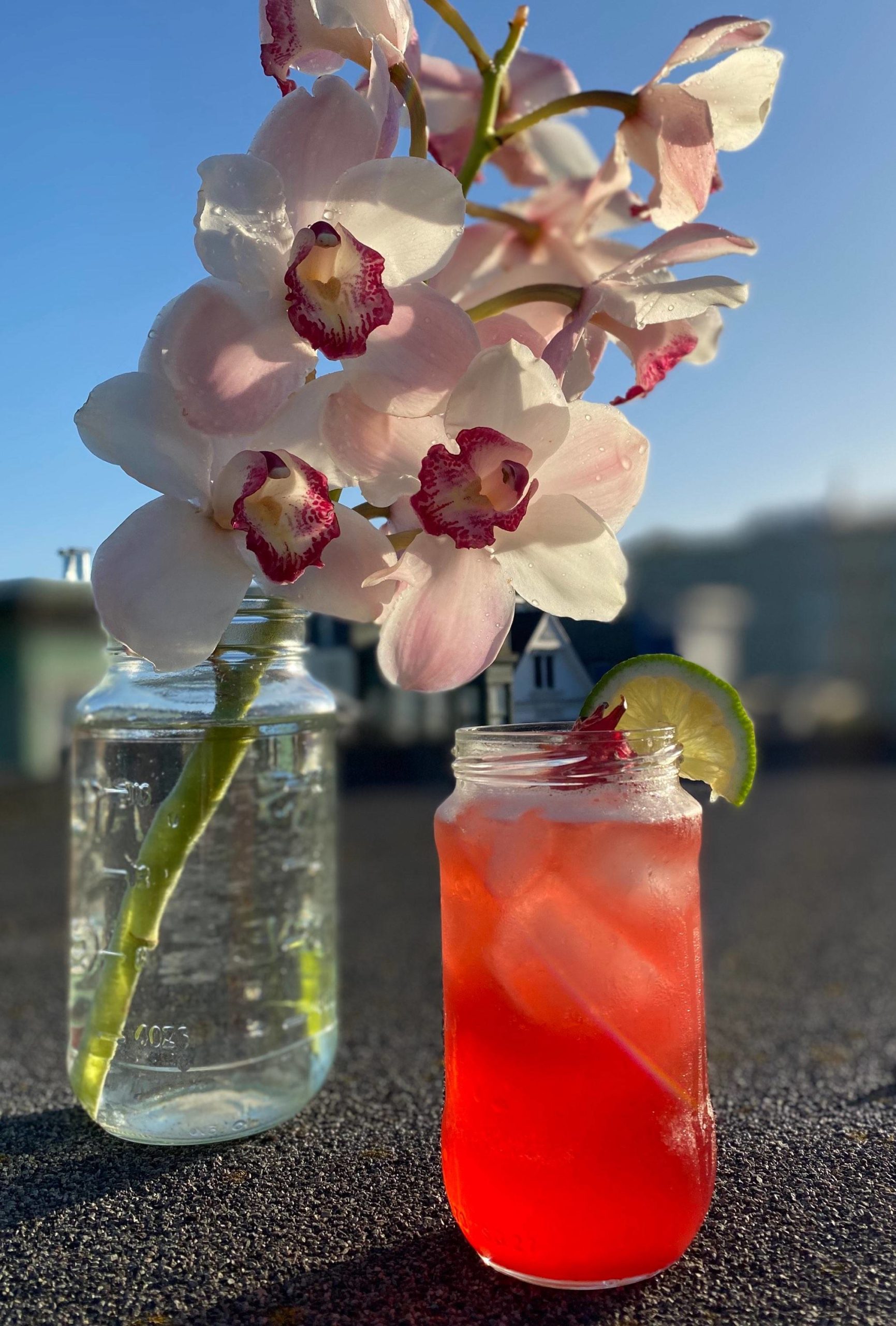 Hibiscus margarita